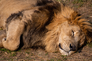 Portrait of a male lion lying on the grass sleeping. Male lions spend 18 to 20 hours a day sleeping, and following a large meal, lions may even sleep up to 24 hours.