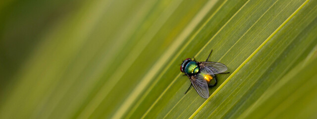 Flowers, Flies & Foliage