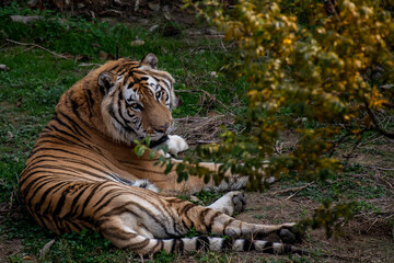 Fototapeta na wymiar Big Tiger laying in beautiful green grass. Colorful photo of cute tiger laying down, outside in nature in a forest under the trees animal wildlife.