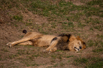 A tired male lion sleeping in the sun on the grass