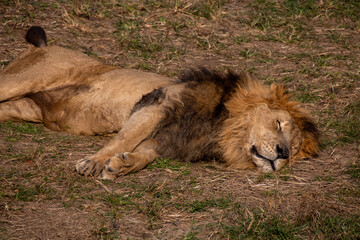 Male Asian lion (Panthera leo persica) lying asleep in the grass