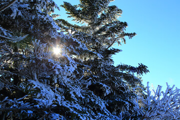 山頂の凍った樹木