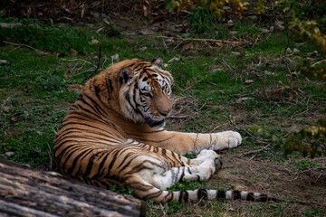 Portrait of a Amur tiger, also known as the Siberian tiger, on a grass in summer day.