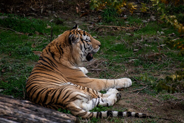 Close up of an orange Sumatran tiger with black stripes and a white underbelly laying in a field of grass.