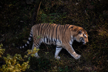Siberian tiger walking on the grass through the bushes