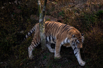 Siberian tiger walking next to tree