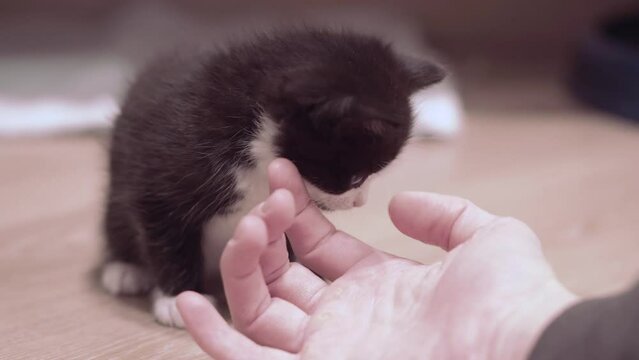 Small Kitten