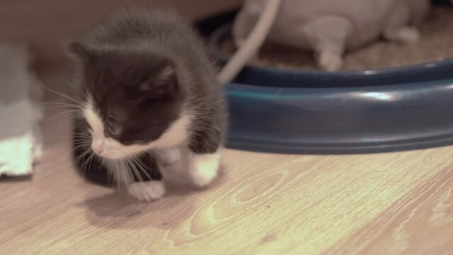 Small Kitten