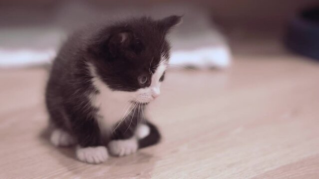 Small Kitten