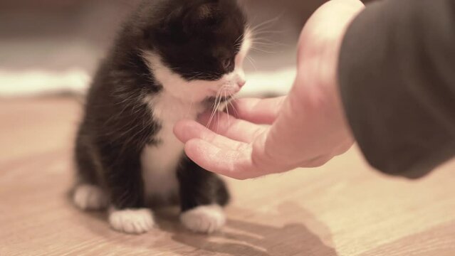 Small Kitten