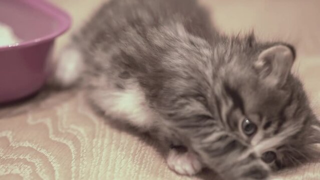 Small Kitten