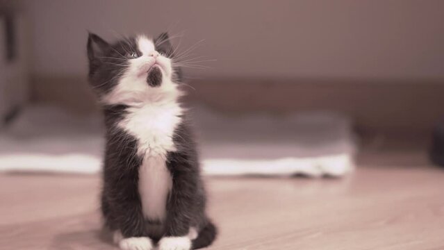 Small Kitten