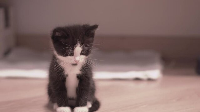 Small Kitten