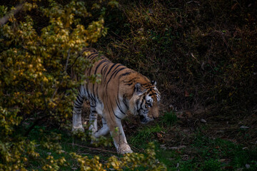 Siberian tiger walking on a fallen leaves in taiga. Jungle forest with dangerous animal. Panthera tigris altaica