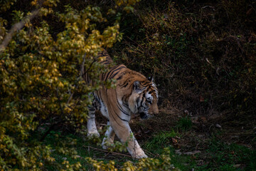 Big tiger walking nervous among the green trees in a zoo. Big wild cat in captivity