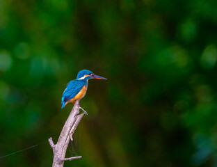 Common kingfisher