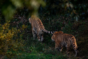 Fototapeta na wymiar Outdoor of big tiger animal, Two elegant of tigers walking in the in summer nature safari park, Bengal Tigers in the zoo.