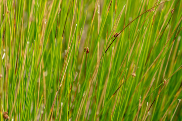 Thin Green Grasses Close Up