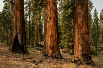 Three Large Sequoia Trees Glow Orange In The Morning Light