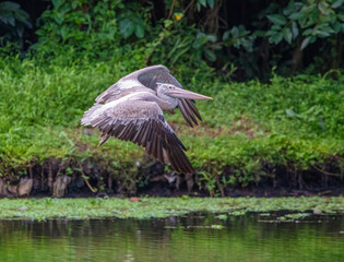 Pelican in flight