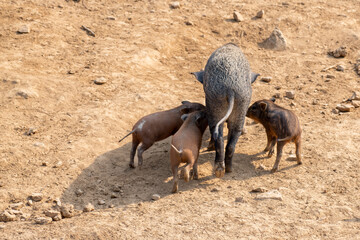 Enchanting herd of wild boar, sus scrofa, feeding on meadow in spring nature. Mother animal and...