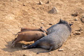 A wild boar mother feeds her little children with breasts.