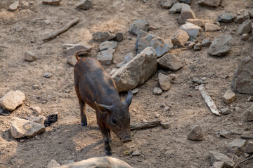 Wild boar walk in the forest. Calm wild boar. European wildlife. Strong wild boar in nature