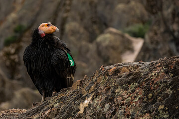 California Condor With Feather Stuck To Head Looks Right