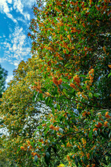 秋の花・金木犀　キンモクセイ