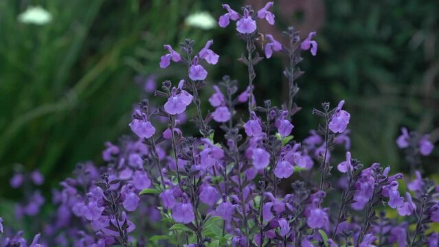Floral. View of beautiful Salvia microphylla, also known as Baby sage, green leaves and purple flowers, spring blooming in the garden at sunset.