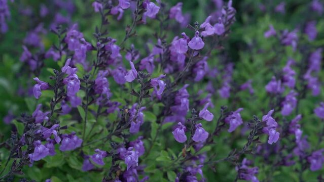 salvia, salvia microphylla, sage, microphylla, blackcurrant sage, baby sage, flower, flowers, closeup, flowering, floral, purple, violet, nature, garden, gardening, park, landscaping, bloom, blooming,