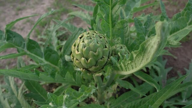 Agriculture. Organic goods. Top view of artichoke plant, Cynara cardunculus, edible raw fruit and green leaves.