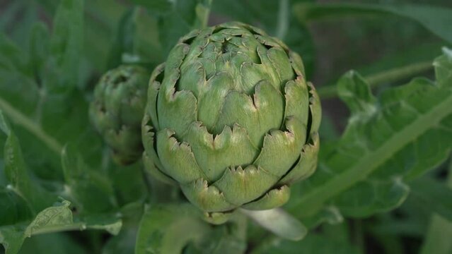 Agriculture. Organic goods. Closeup view of artichoke plant, Cynara cardunculus, edible raw fruit and green leaves.