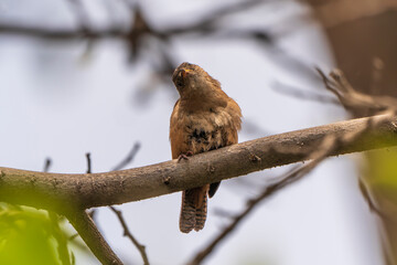  Common nightingale
