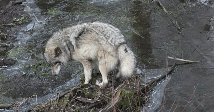Grey wolf paws at ice on pond then decides to walk around - late autumn