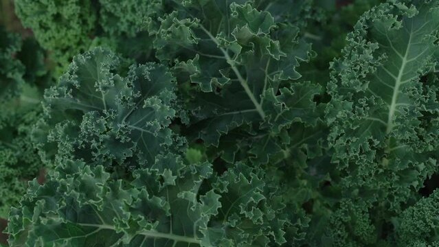 Organic goods. Closeup view of fresh kale leaves growing in the kitchen garden.	
