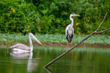 Pelican and gray heron