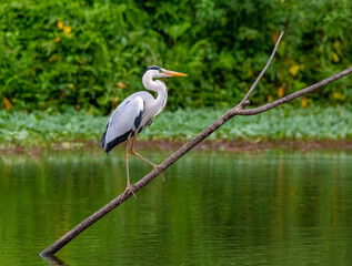 gray heron