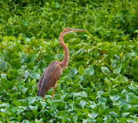 Purple heron