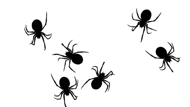 Swarm of Spiders - Black Silhouettes on White Background - Random Crawling Loop