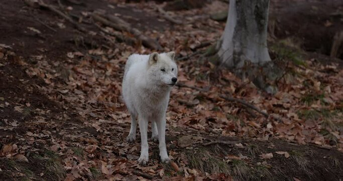White wolf looks around bare forest during autumn fall - wide shot
