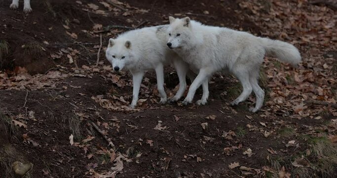 White wolves on hill side in autumn look towards camera