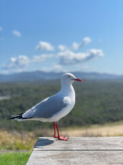 seagull on the beach