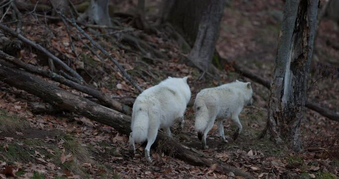 Pack of white wolves hunting in autumn forest - from behind - slow motion