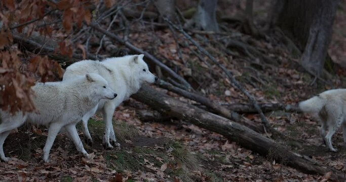 Pack of white wolves travel through forest during autumn fall - migrating for food