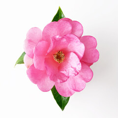 Pink Camellia flower isolated on white background