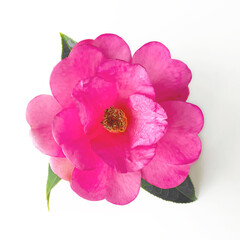 Pink Camellia flower isolated on white background