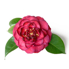 Red Camellia flower with leaves isolated on white background