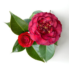 Red Camellia flowers and leaves isolated on white background