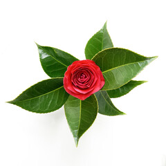 Red Camellia blooming flower and leaves isolated on white background
